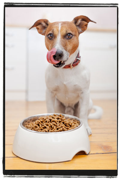 Jack Russell Terrier standing at his food bowl