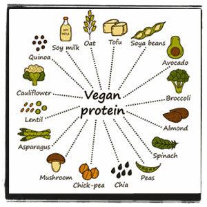 protein foods list vegetarian