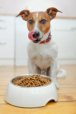 Jack Russell Terrier standing at his food bowl