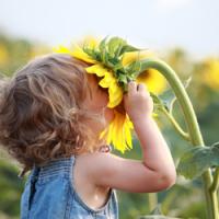 Child holding a spring sunflower