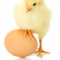 Egg substitutes baby chick with an egg